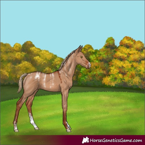 Horse Color:Powder White Red Dun 