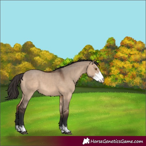 Horse Color:Bay Dun Sabino 