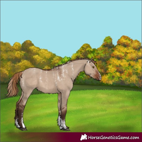 Horse Color:Powder White Liver Red Dun 