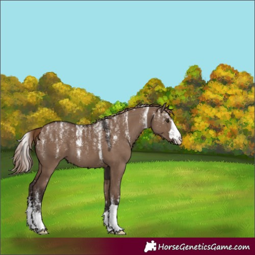 Horse Color:Powder White Liver Red Dun 