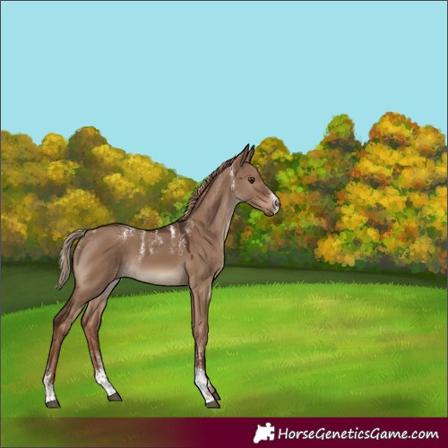 Horse Color:Powder White Liver Red Dun 