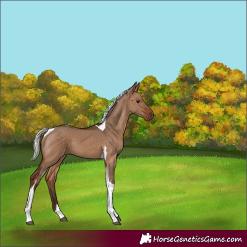 Horse Color:Silver Bay Dun Tobiano 