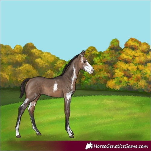 Horse Color:Bay Dun Sabino 