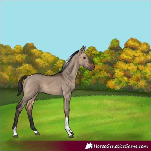 Horse Color:Bay Dun Tobiano 