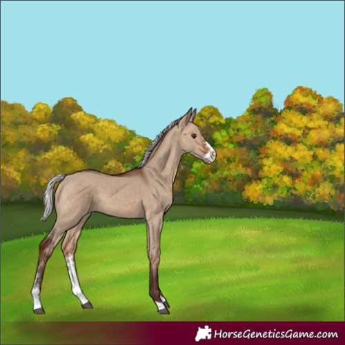 Horse Color:Silver Bay Dun Sabino 