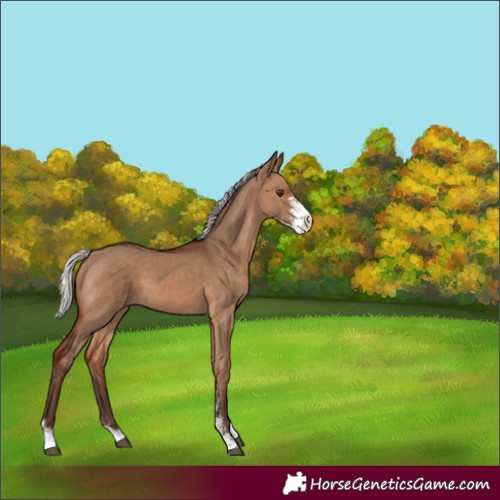Horse Color:Silver Bay Dun Sabino 