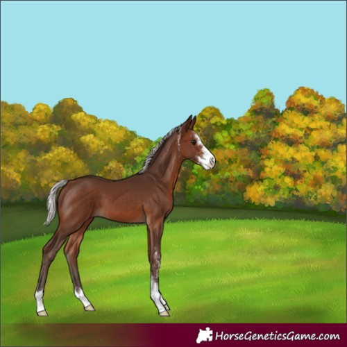 Horse Color:Silver Brown Sabino 