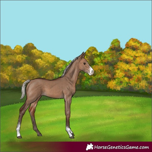 Horse Color:Silver Brown Dun Sabino 