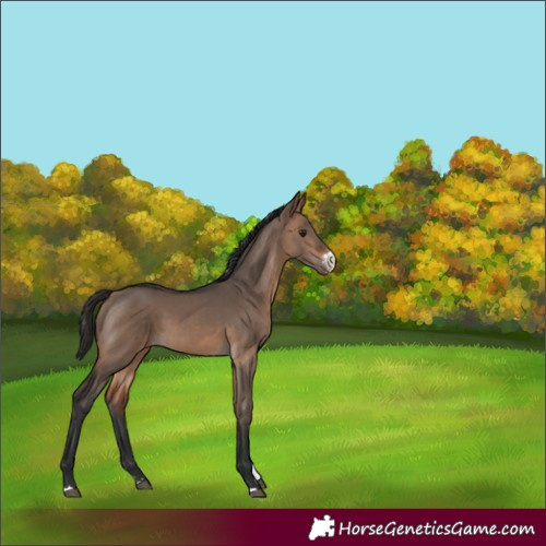 Horse Color:Brown Dun Sabino 