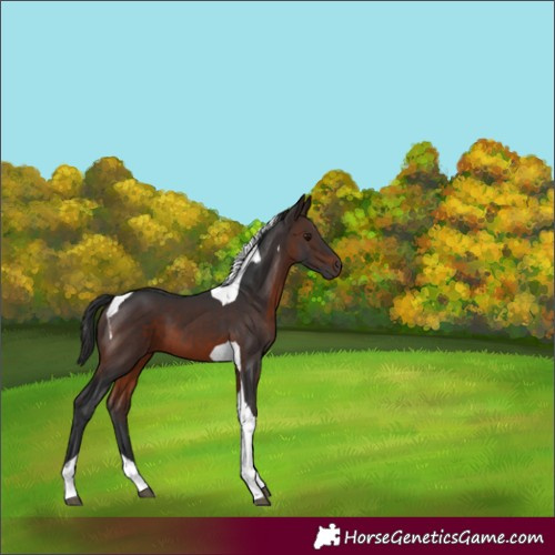 Horse Color:Brown Tobiano 