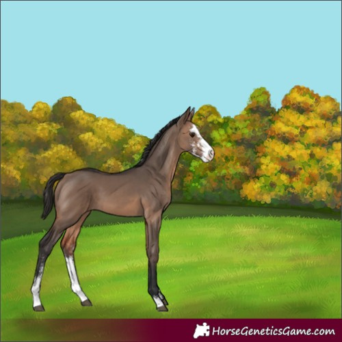 Horse Color:Brown Dun Sabino 