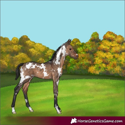 Horse Color:White Spotted Brown Dun 