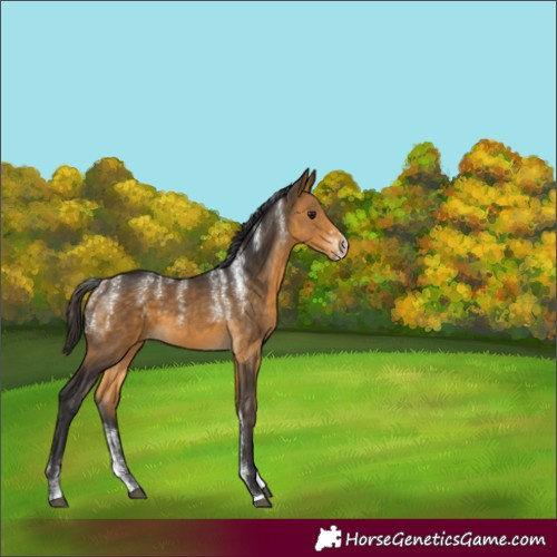 Horse Color:Powder White Buckskin 