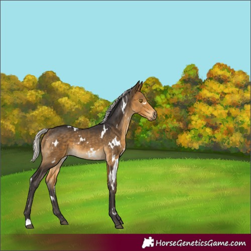 Horse Color:White Spotted Silver Buckskin 