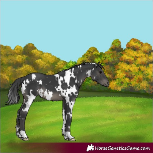 Horse Color:White Spotted Black 