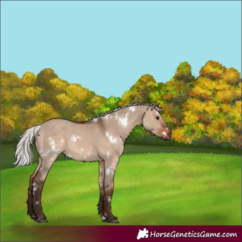 Horse Color:White Spotted Silver Brown Dun 