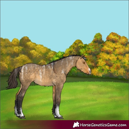 Horse Color:Powder White Buckskin Dun 
