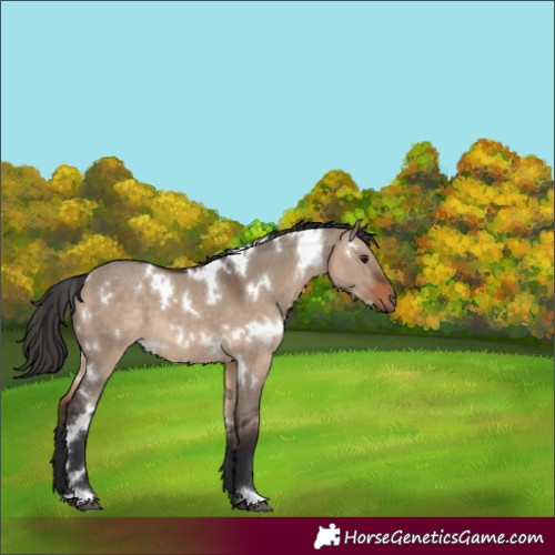 Horse Color:White Spotted Brown Dun 