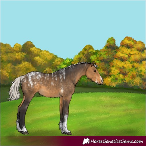 Horse Color:Powder White Silver Buckskin 