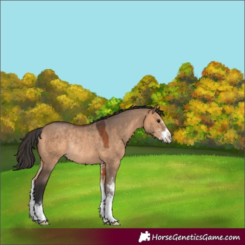 Horse Color:Bay Dun Sabino Rabicano 