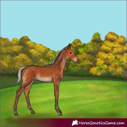 Horse Color:Silver Bay 