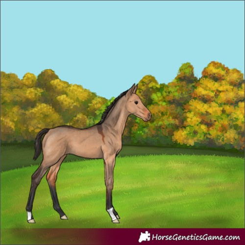 Horse Color:Bay Dun 
