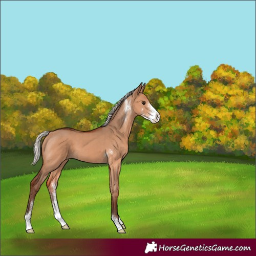 Horse Color:Silver Bay Dun Sabino 
