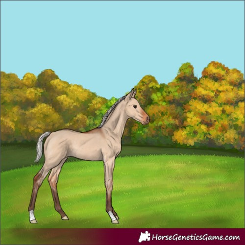 Horse Color:Silver Bay Dun Rabicano 