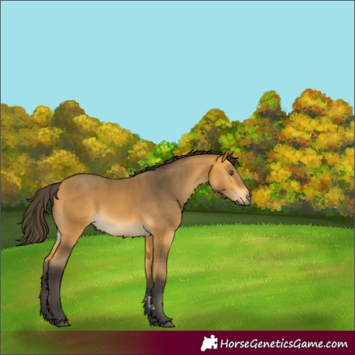 Horse Color:Buckskin 