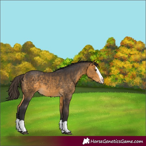 Horse Color:Buckskin Splash 