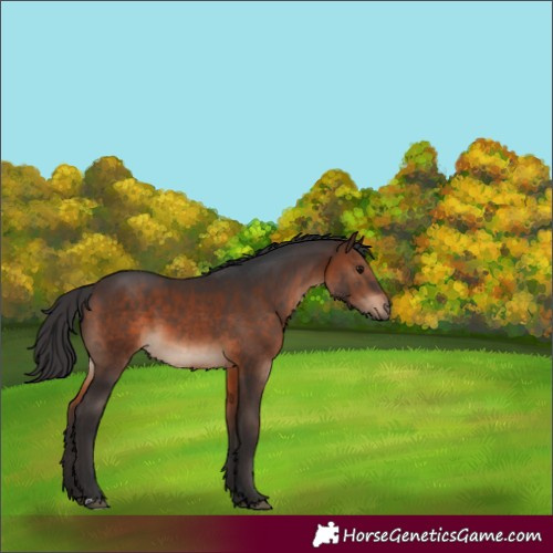 Horse Color:Brown 