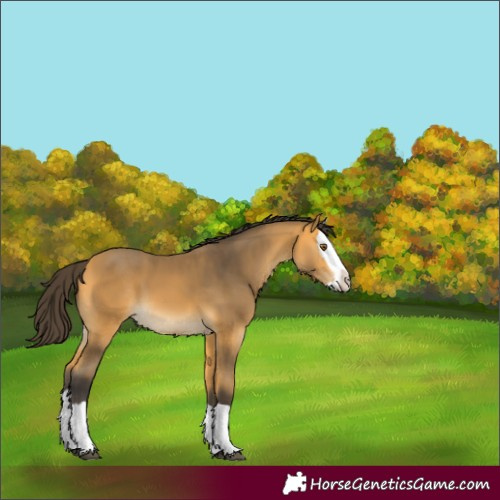 Horse Color:Buckskin Splash 