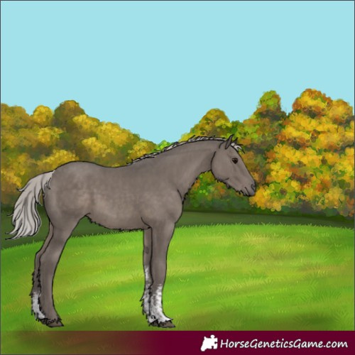 Horse Color:Silver Black Mushroom Sabino 