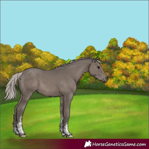 Horse Color:Silver Black Mushroom Sabino 