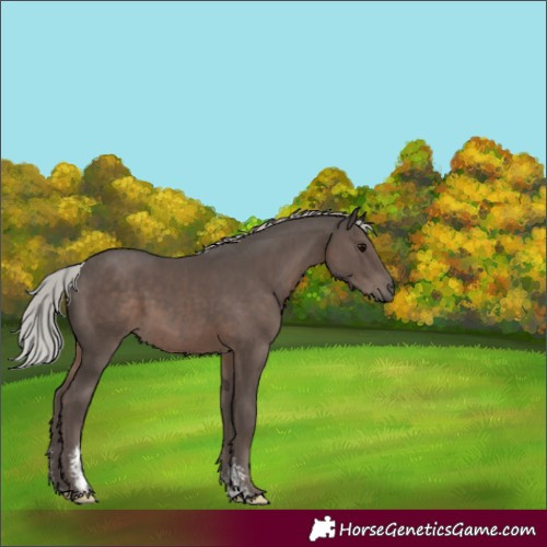 Horse Color:Silver Black Mushroom Sabino 
