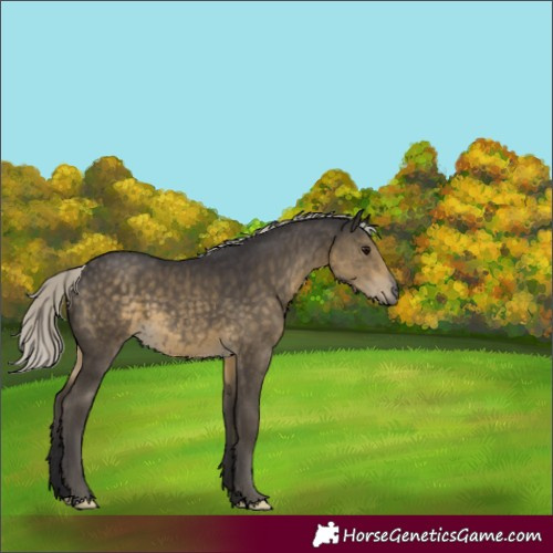 Horse Color:Silver Smoky Black Mushroom 