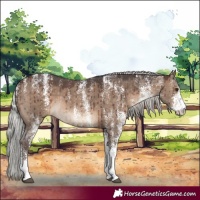 Horse Color:Powder White White Spotted Silver Brown Dun Rabicano Brindle 