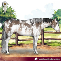 Horse Color:White Spotted Brown Dun Splash Rabicano 
