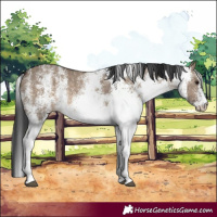Horse Color:White Spotted Brown Dun Rabicano 