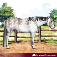 Horse Color:White Spotted Brown Dun Rabicano 