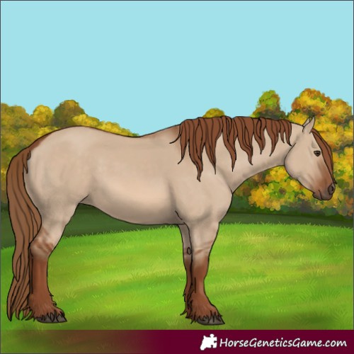 Horse Color:Red Dun 
