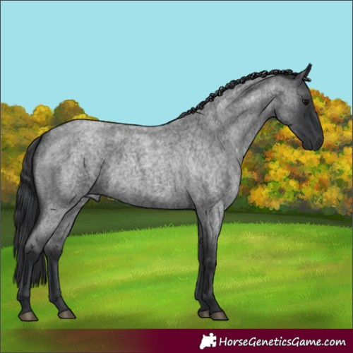 Horse Color:Blue Roan