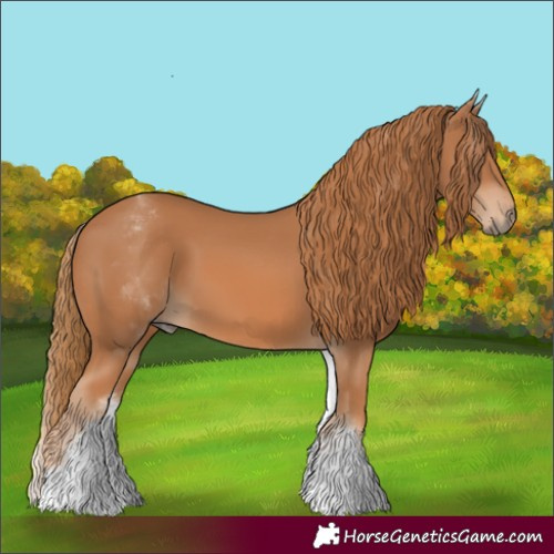 Horse Color:White Spotted Chestnut