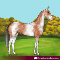 Horse Color:White Spotted Bay