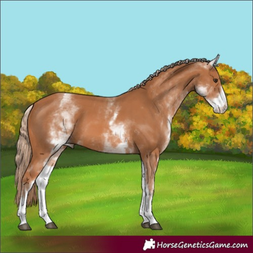 Horse Color:White Spotted Chestnut 
