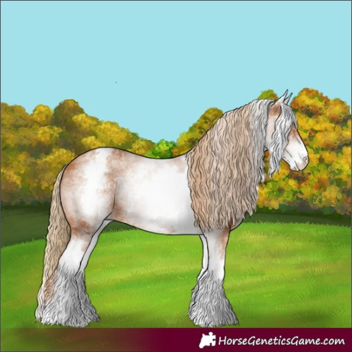 Horse Color:White Spotted Chestnut