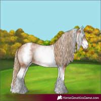 Horse Color:White Spotted Chestnut