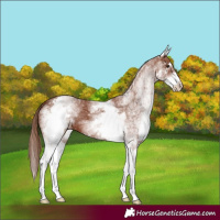 Horse Color:White Spotted Chestnut 