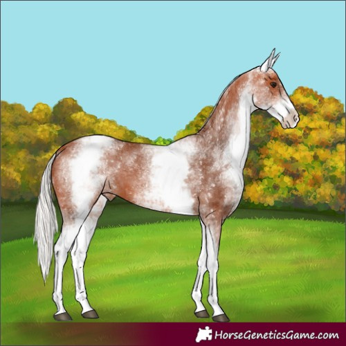 Horse Color:White Spotted Silver Bay 