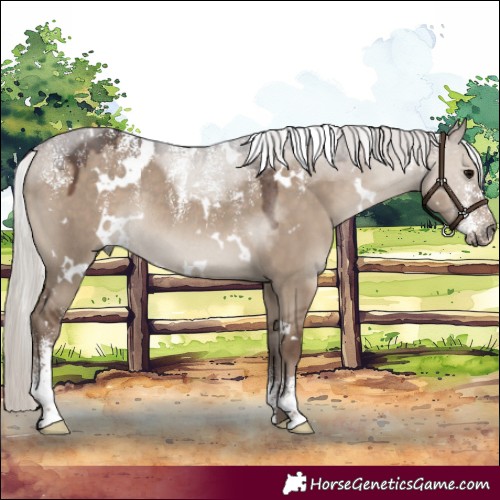 Horse Color:Powder White White Spotted Silver Grullo Rabicano 